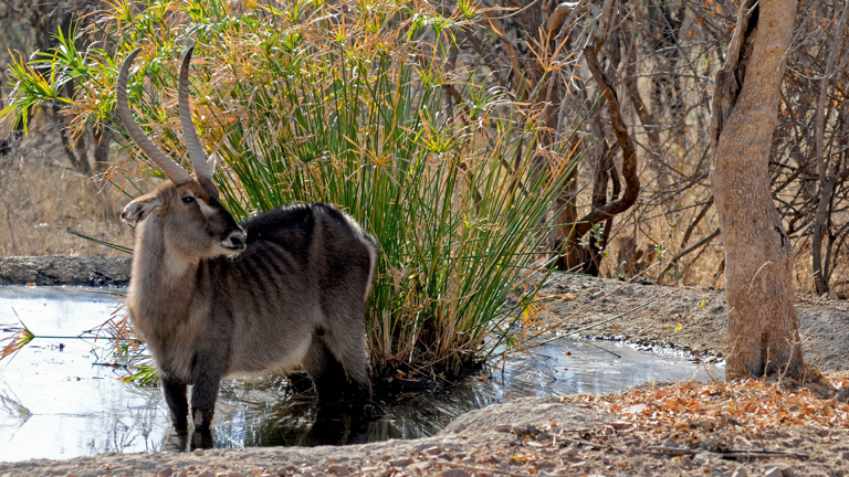 Chobe Nationaal Park