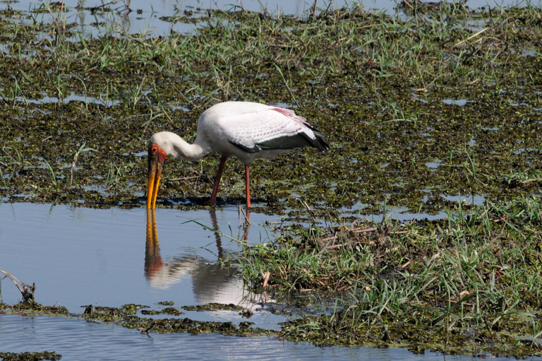 Chobe Nationaal Park