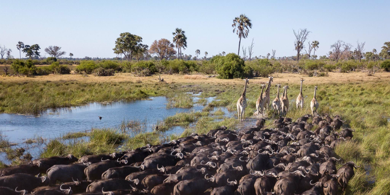 Okavanga