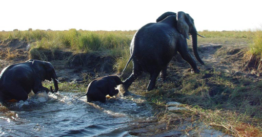 Chobe NP