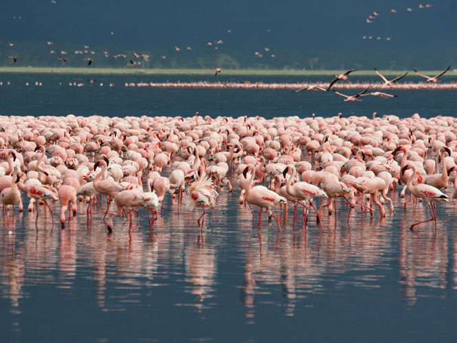 Reizen naar Kenia - Lake Nakuru