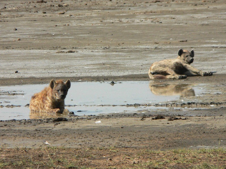 Reizen naar Kenia - Lake Nakuru