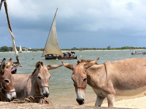 Vakantie Kenia aan het strand - Lamu archipel