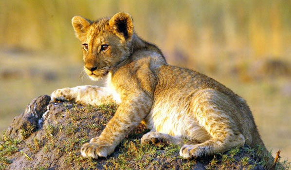 Reizen naar Kenia - Masai Mara