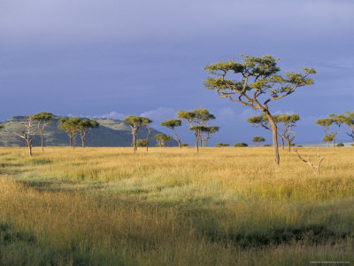 Rondreis Kenia - Maasai Mara NP