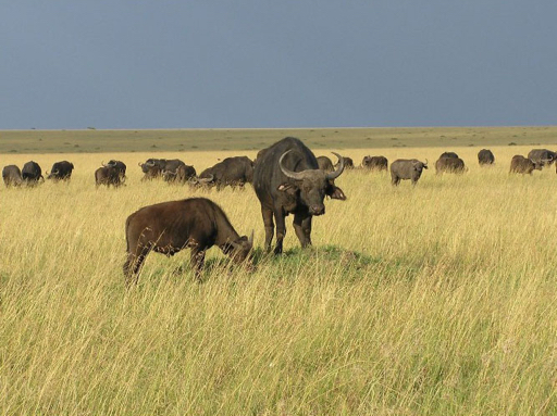 Rondreis Kenia - Masai Mara NP