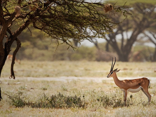 Rondreis Kenia - Samburu NP