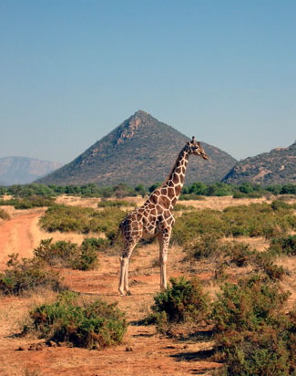 Naar Kenia op reis - Samburu