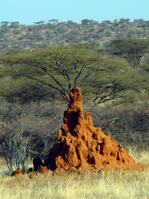 Reis naar Kenia - Samburu