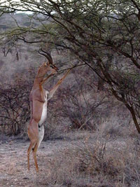 Reis naar Kenia - Samburu