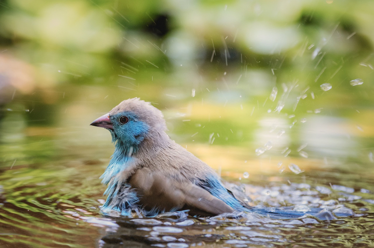 Vogel blauw