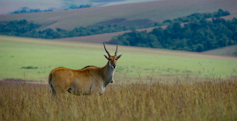 Nyika National Park