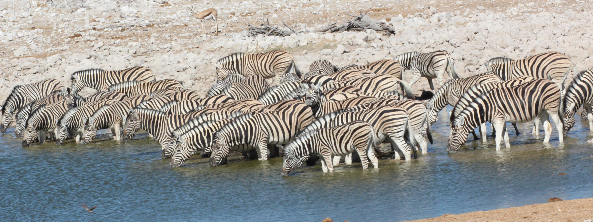 Etosha NP