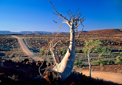 De grote Namibië rondreis - Damaraland