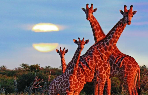 Op rondreis door Namibië - Erindi