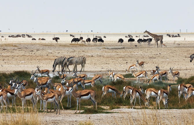 Etosha