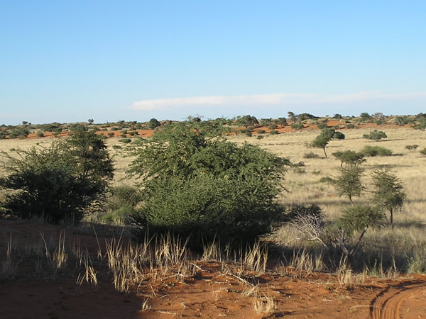 Op reis in Namibie - Kalahari