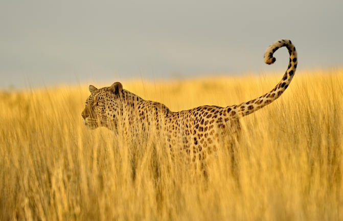 Op reis in Namibie - Kalahari