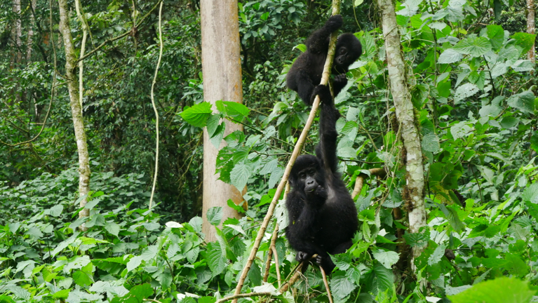 Babygorilla's tijdens een beleefreis Oeganda