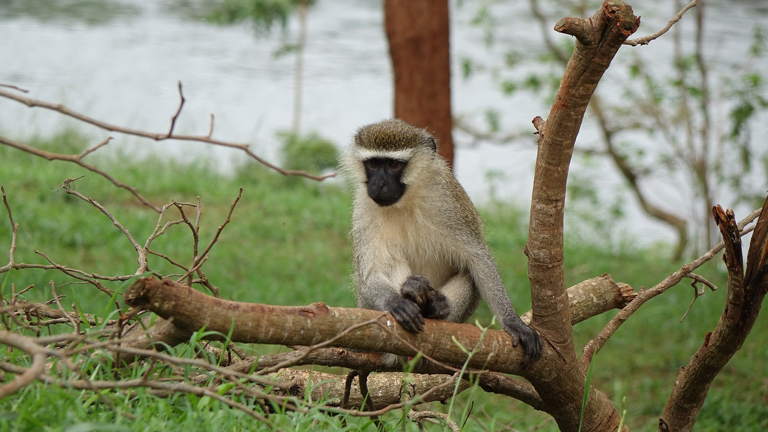 Oeganda rondreizen - ontmoeting met een aapje