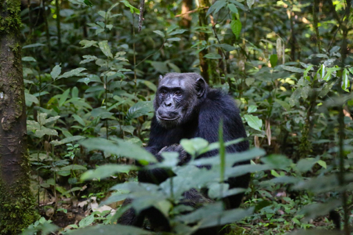 Chimpansee in Kibale Forest tijdens een reis naar Oeganda