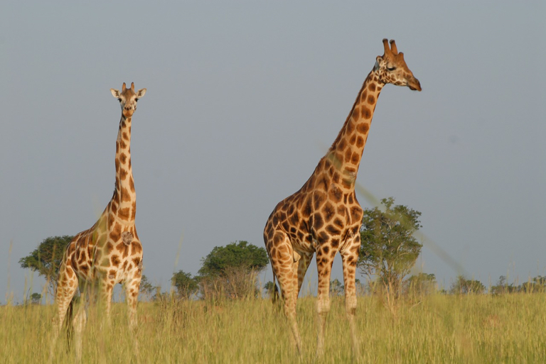 Maar je komt in Uganda ook giraffen en andere Afrikaanse dieren tegen