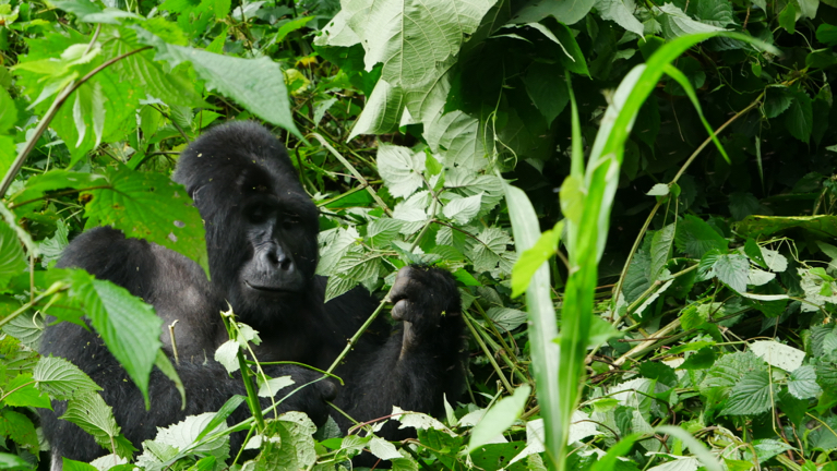 De gorilla mag u tijdens uw reis naar Oeganda uiteraard niet missen
