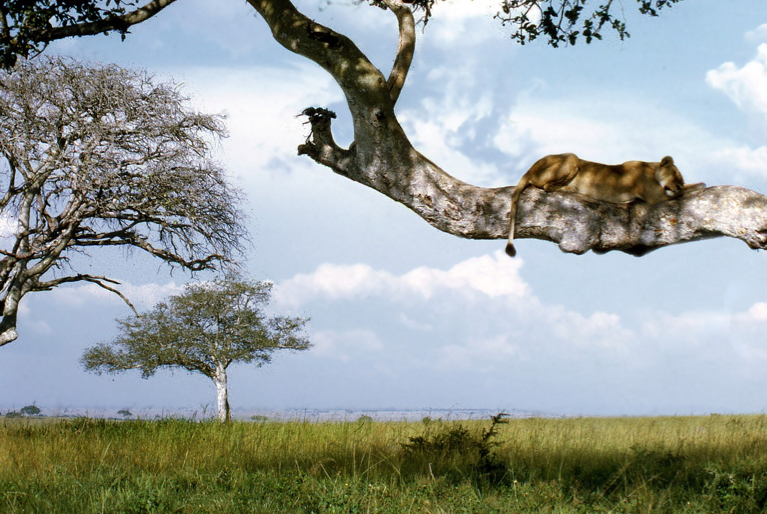 Ishasha bomenklimmende leeuw - Oegandareis
