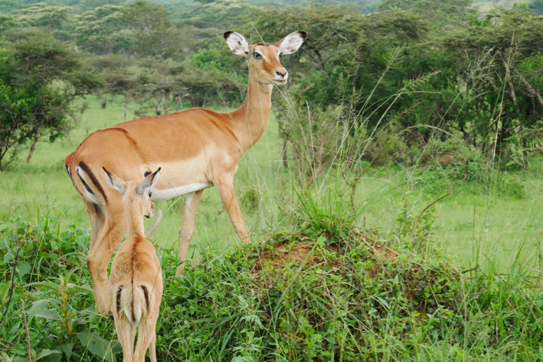 Oeganda rond reizen - ontmoeting met een impala