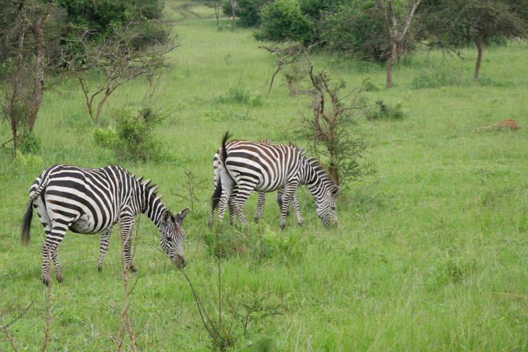 Zebra's bij Mburo op rondreis door Oeganda