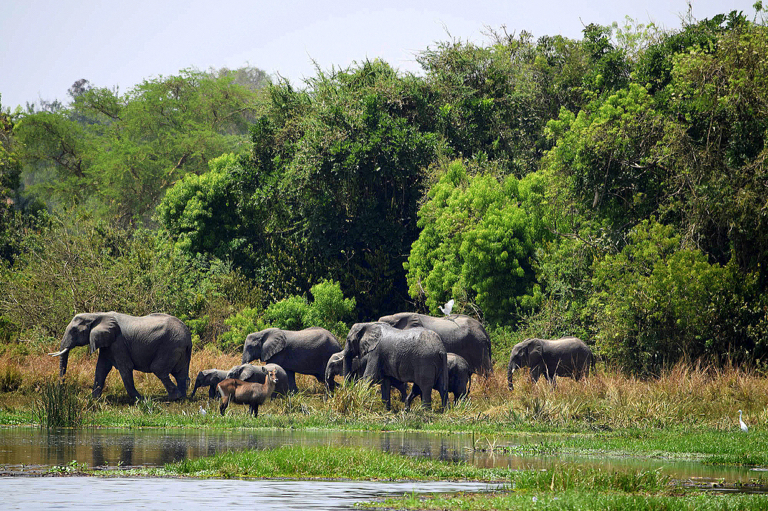 Olifanten op rondreis in het Murchison Falls NP in Uganda