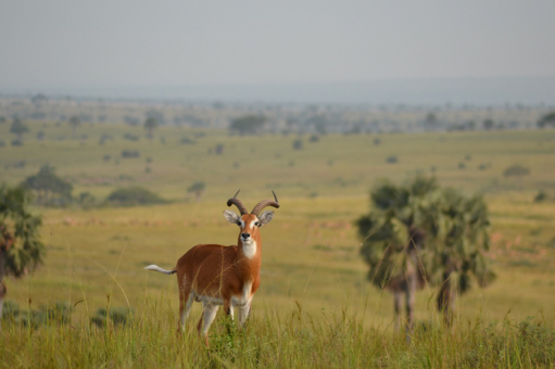Antelope in de savanne