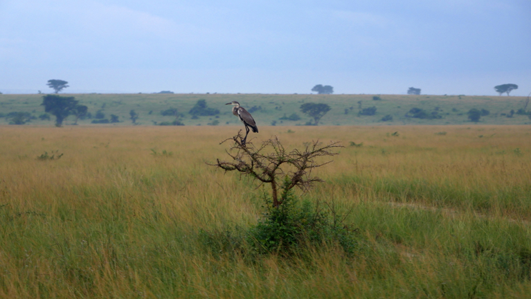 Beleefreis naar Uganda - de typisch Afrikaanse sfeer van het Queen Elizabeth National Park