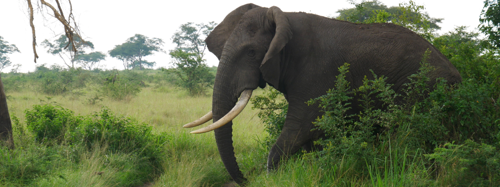 Ook de big 5 kan je tijdens uw reis in Uganda tegenkomen