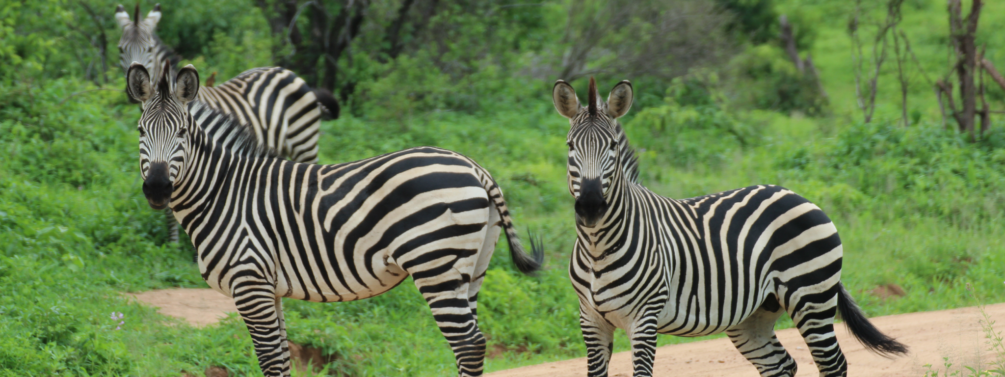 Ruaha NP