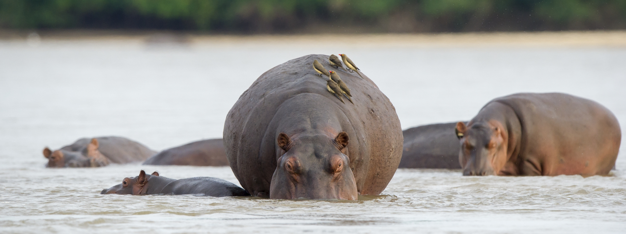 Selous NP