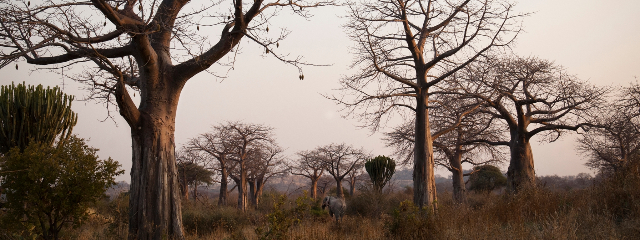 Ruaha NP