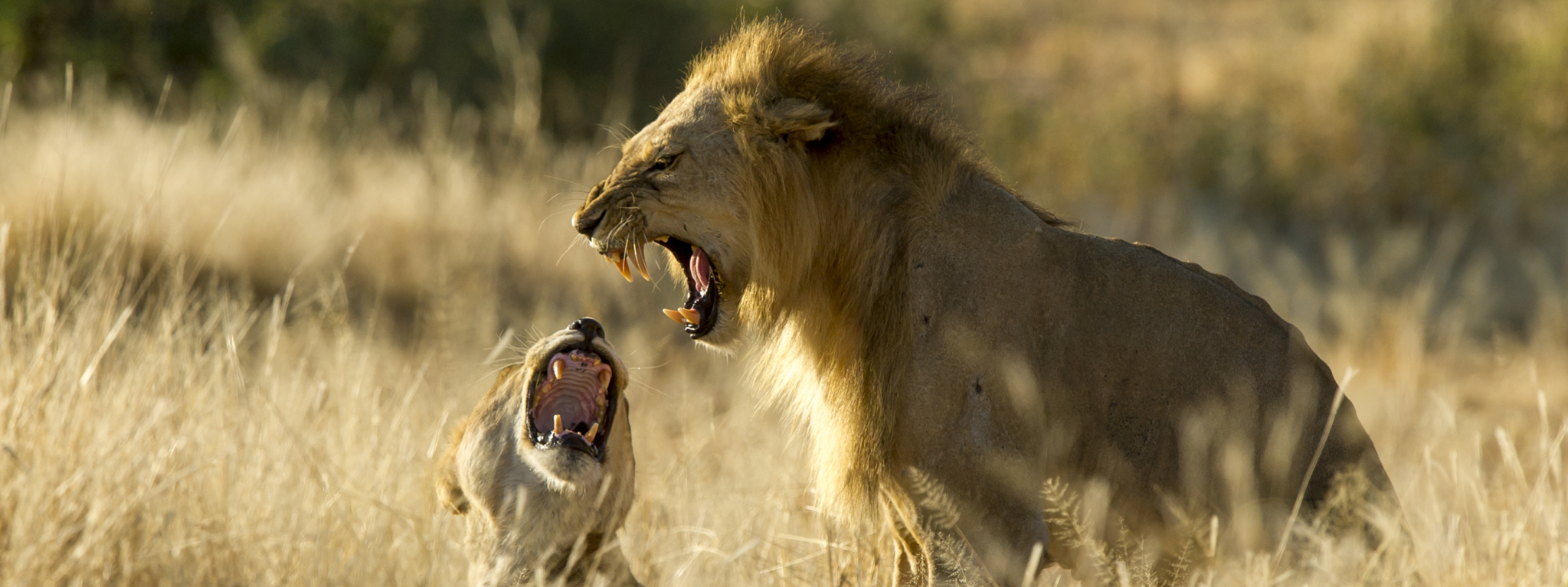 Ruaha NP