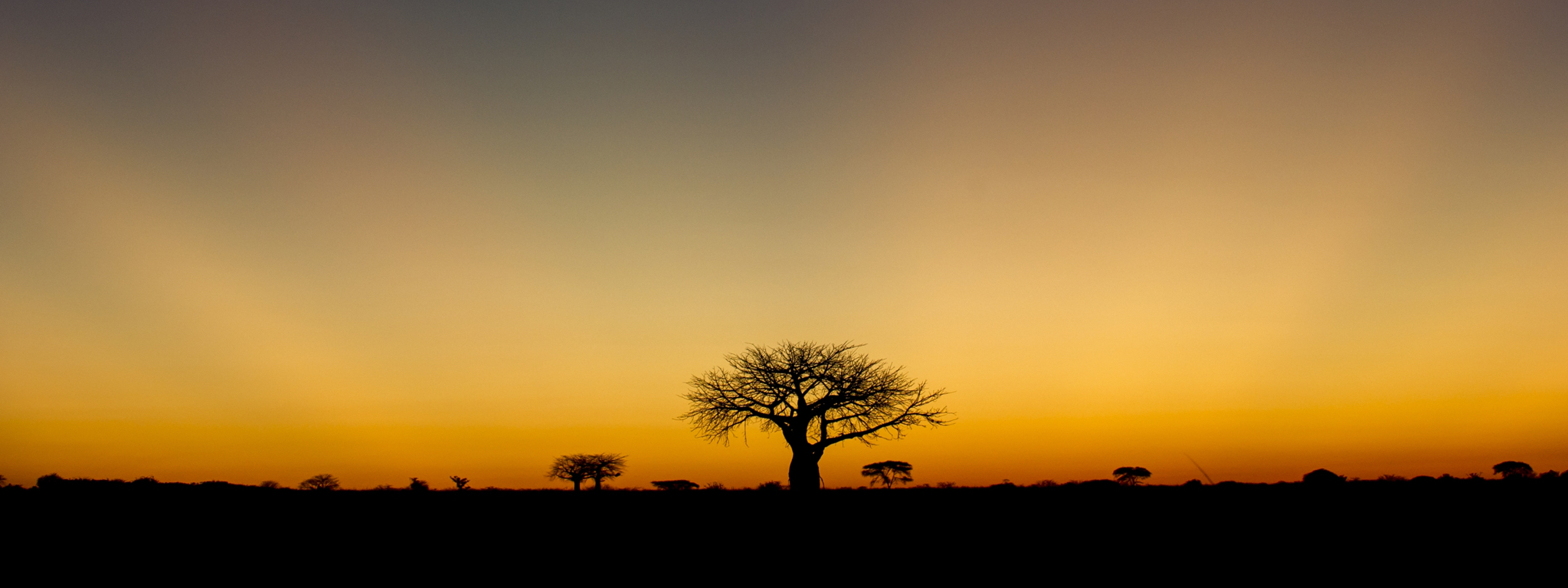 Ruaha NP