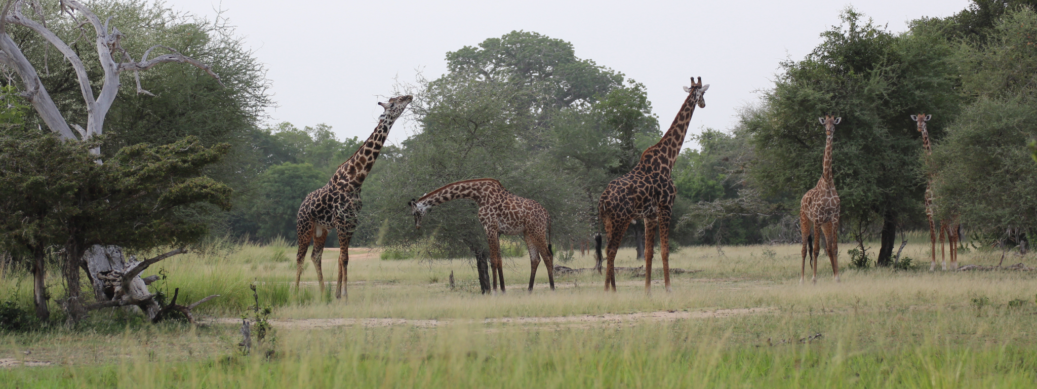 Ruaha NP