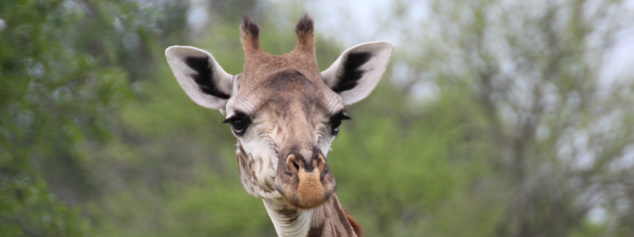 Ruaha NP