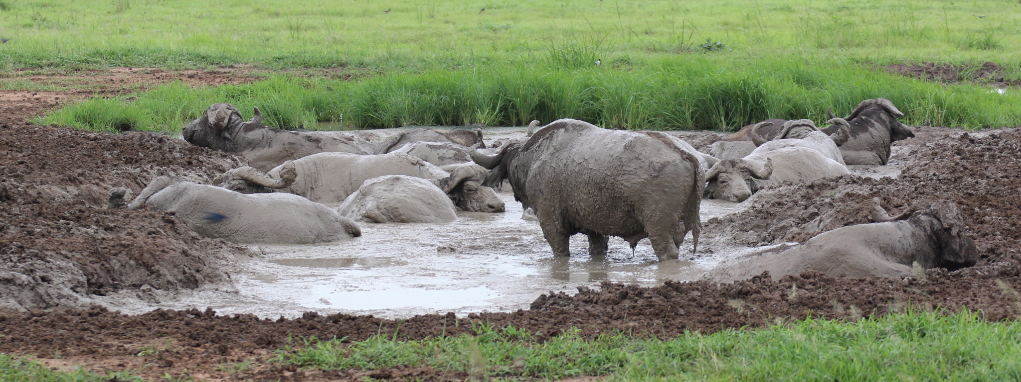 Ruaha NP