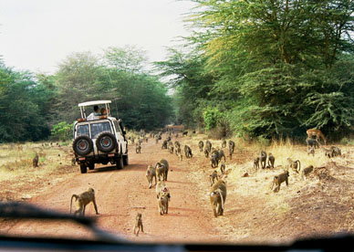 Lake Manyara NP