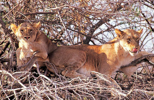 Lake Manyara NP