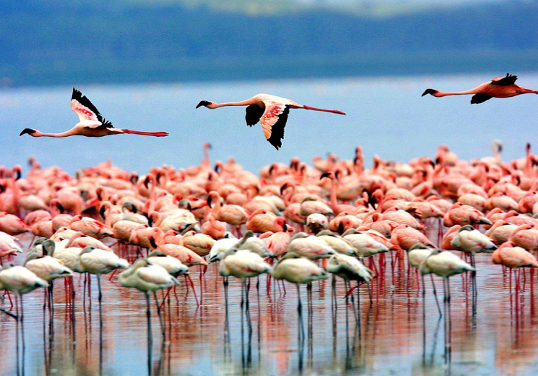 Lake Manyara NP