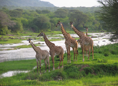 Ruaha