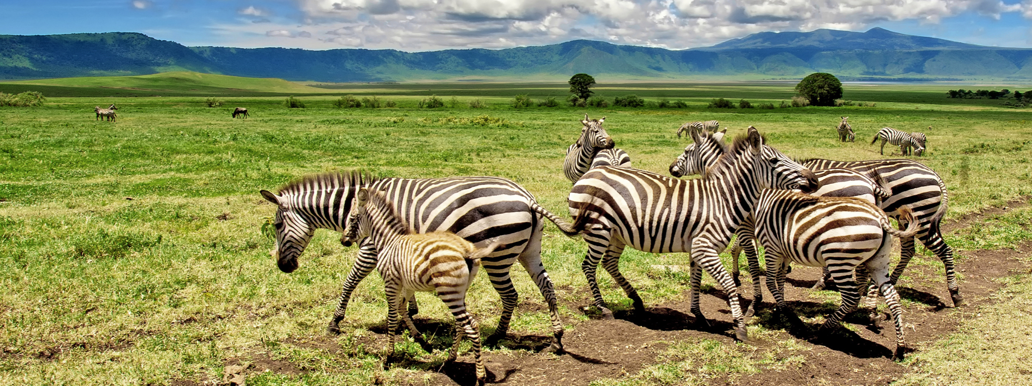 Ngorongoro