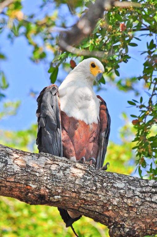 African Fish Eagle