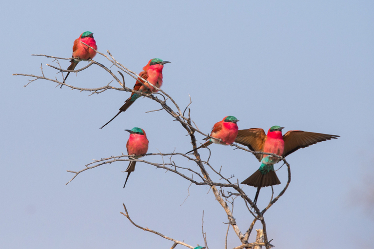 Bee Eater