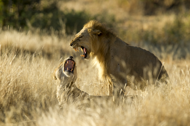 Ruaha Kigelia